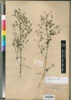 Image result for Brillantaisia pubescens