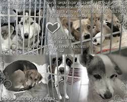 Maybe you would like to learn more about one of these? Have You Done Something To Help A Pet In Arizona Small Dog Rescue Facebook