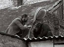 The zoo director tries to convince Sami the chimpanzee to return home after he escaped, 1988 Sami, the chimpanzee of Belgrade Zoo, became a media sensation when he managed to escape twice