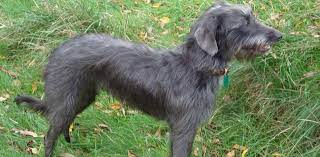 Bedlington Whippet The Ultimate Guide Dog Desires