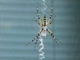 Banana Spider Nephila Clavipes Typically A Black And Yellow Spider With Stripy Legs These Spiders Are The Larges Spider Bites North America Bugs And Insects