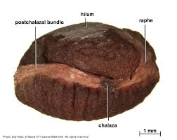 Image result for Coptosperma zygoon