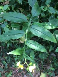 Image result for Aneilema aequinoctiale