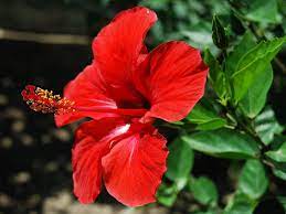 All of our downloads include an image, silhouette file, and svg file. Hibiscus Flower Wallpapers Wallpaper Cave