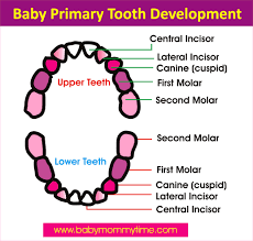 Baby Primary Permanent Tooth Eruption Chart