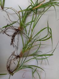 Image result for Chloris gayana