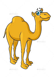First, draw the head of the camel. 13 Kamel Ideen Kamel Kamele Lustige Kamele