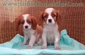 Yavru Kopek Egitimi 05412625853 Yavru Kopek Cavalier King Charles Kopek Egitimi