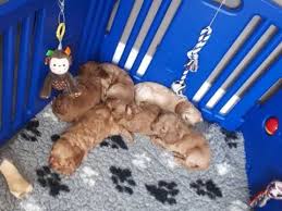 All pups leave our ranch with a health guarantee, current vaccinations, worming program started, a head to toe well health exam, a microchip, a small bag of pup food, and a scented blanket. F1 Cockapoo Puppies Mobile For Sale Mobile Pets Dogs