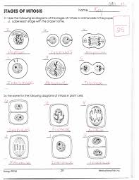 In a typical animal cell, mitosis can be divided into four principals stages mitosis cell cycle interphase cell division prophase, cycle diagram png size: Document