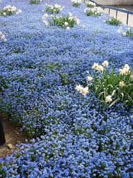 Forget Me Not Dream Garden Beautiful Gardens Planting Flowers
