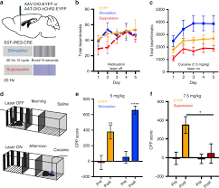 Transcriptional And Physiological Adaptations In Nucleus Accumbens Somatostatin Interneurons That Regulate Behavioral Responses To Cocaine Nature Communications