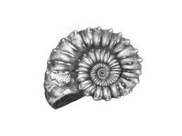 Draw the fossil on one side on the other side of paper : Ammonite Drawing Pencil Sketch Art Print By Charlottepoppyillustration X Small Pencil Drawings Art Sketches Art Sketches Pencil