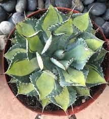 The tree aloe's hold up better but will turn reddish with a combination of too little water and too much sun. Agave Variegated Rum Runner 8 Pot Large Plant Home Garden Yard Garden Outdoor Living Plants Seeds Bulbs Plants Large Plants Planting Succulents