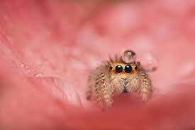 We did not find results for: National Geographic Magazine Jumping Spider Cute Creatures Spider