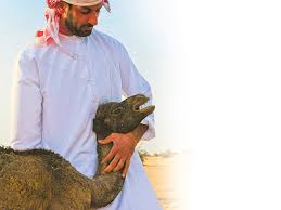 Yes, we do eat camel meat. Understanding The Emirati Love For Camels Uae Gulf News
