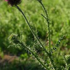 Image result for Carduus nyassanus