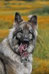 11 Things You Need to Know About the Shiloh Shepherd ...