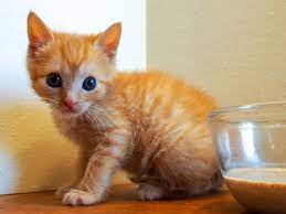 When kittens are first born they are completely helpless—their eyes are closed, their ears are while they are experimenting with solid food, kittens like darling, denby, corduroy, tweed, and wembley are still nursing from their mother. How Can I Get My Cat To Stop Nursing From Its Mother