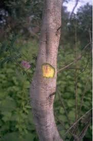 Image result for Securidaca longepedunculata