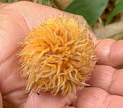 Image result for Pouteria altissima