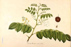 Image result for Pterocarpus indicus