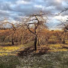 Chaucer's mead is produced utilizing fresh honey without the addition of artificial flavorings, concentrates or artificial colorings. Cider Myths Busted By Mckeown A Quebec Made Cider