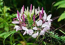 Image result for Cleome monophylloides