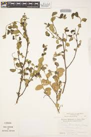 Image result for Bauhinia macrantha