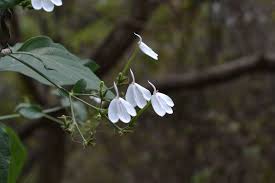 Image result for Rhinacanthus zambesiacus