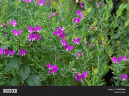 The seeplakkie is a small, waxy evergreen shrub that grows small white flowers. Closeup Sweet Pea Image Photo Free Trial Bigstock
