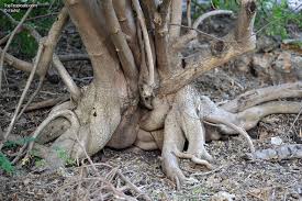 Image result for Moringa oleifera