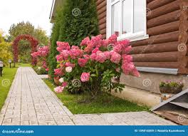Image result for hydrangea paniculata vanille fraise