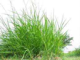 Image result for Acroceras zizanioides