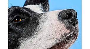 The Quest To Make A Bot That Can Smell As Well As A Dog Internet Salmagundi