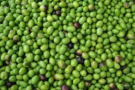 Botulino Nelle Olive Nere Il Problema Del Clostridium Botulinum