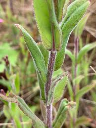 Image result for Epilobium
