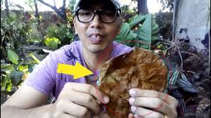 Indian Almond Leaves For Betta 5 Health Benefits For Your Betta Fish Aquascape Aquascaping Bettafish Aquariums Betta Betta Fish Betta Tank