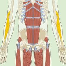 These muscles are located above the elbow. 9 Arm Exercises For Definition Strength
