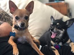 Eleventh hour rescue dogs and cats are cared for by our compassionate and dedicated team of volunteers and staff. Adopt Little Cookie Monster Adopt Me On Petfinder Dog Adoption Cute Chihuahua Chihuahua
