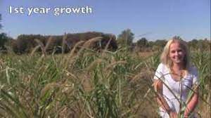 Just like pennisetum purpureum, arundo donax and saccharum ravennae, it is also called elephant grass. Maple River Farms Growth Of A Single Miscanthus X Giganteus Rhizome Youtube