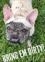 It'll make the process faster for when you find the dog you want. Event Feature Shampooch 9 30 Orlando Pup