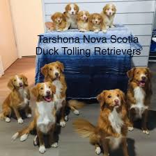 This breed is eager to please and will learn very quickly when treated with respect and consistent training. Tarshona Nova Scotia Duck Tolling Retrievers Startseite Facebook