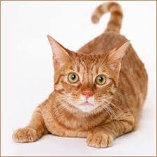 لماذا حلم القط الرمادي تفسير كتاب الحلم قط رمادي كبير