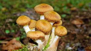 Leckerer steinpilz oder ungenießbarer gallenröhrling? Pilzkalender 2020 Pilze Sammeln Nach Saison Pfifferling Steinpilz Co