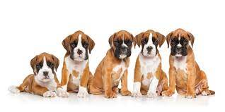 Search for boxer rescue dogs for adoption near phoenix, arizona. 1 Boxer Puppies For Sale In Phoenix Az Uptown Puppies
