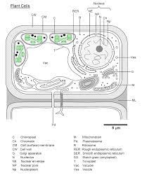 Check spelling or type a new query. Plant Bodies Cells