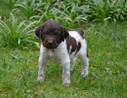 Image result for Malý münsterlandský ohař