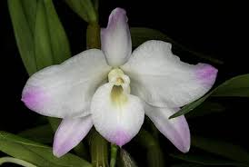 Image result for Microcoelia nyungwensis