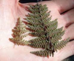 Image result for Cheilanthes similis